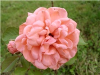 1d8ca9f3-Picture 067.jpg
